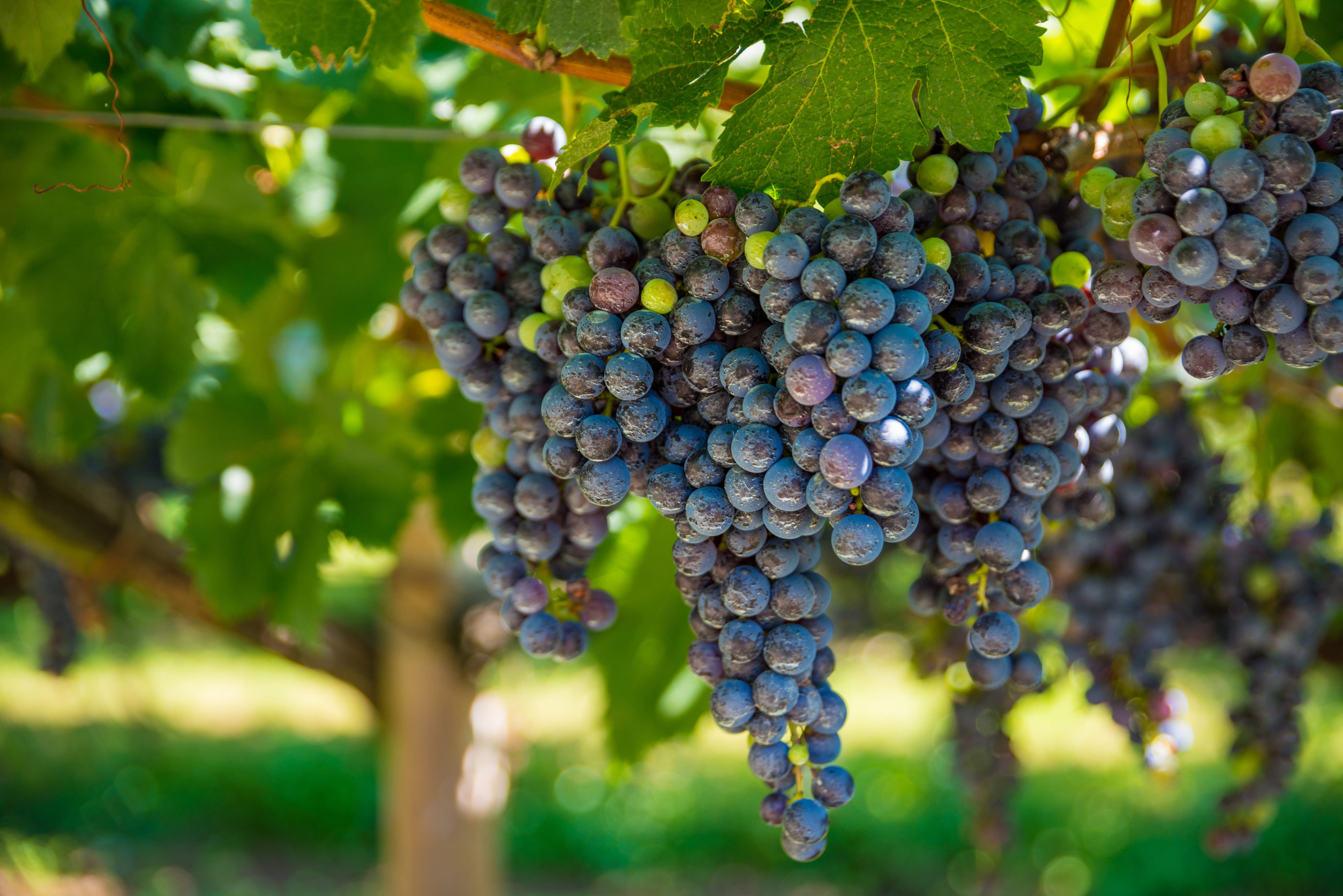 ERP viticultura